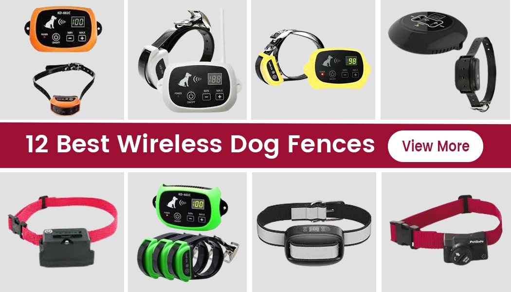 12 Secure Wireless Dog Fences That Can Provide Freedom To Roam